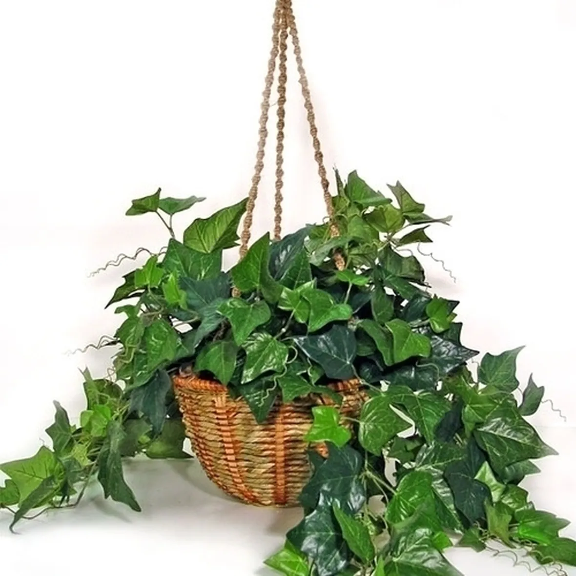 Risposta : Hedera