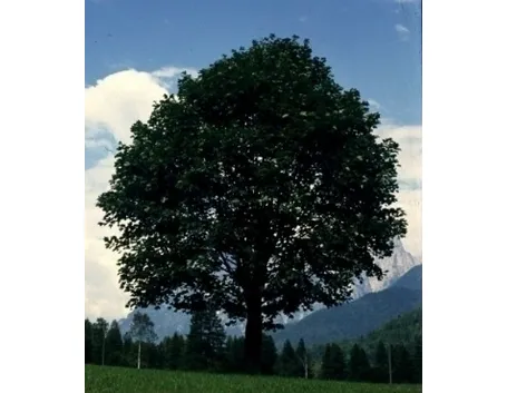 Risposta: i bonsai di acero