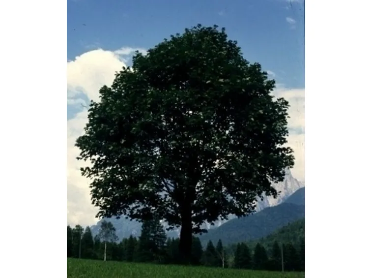Risposta: i bonsai di acero