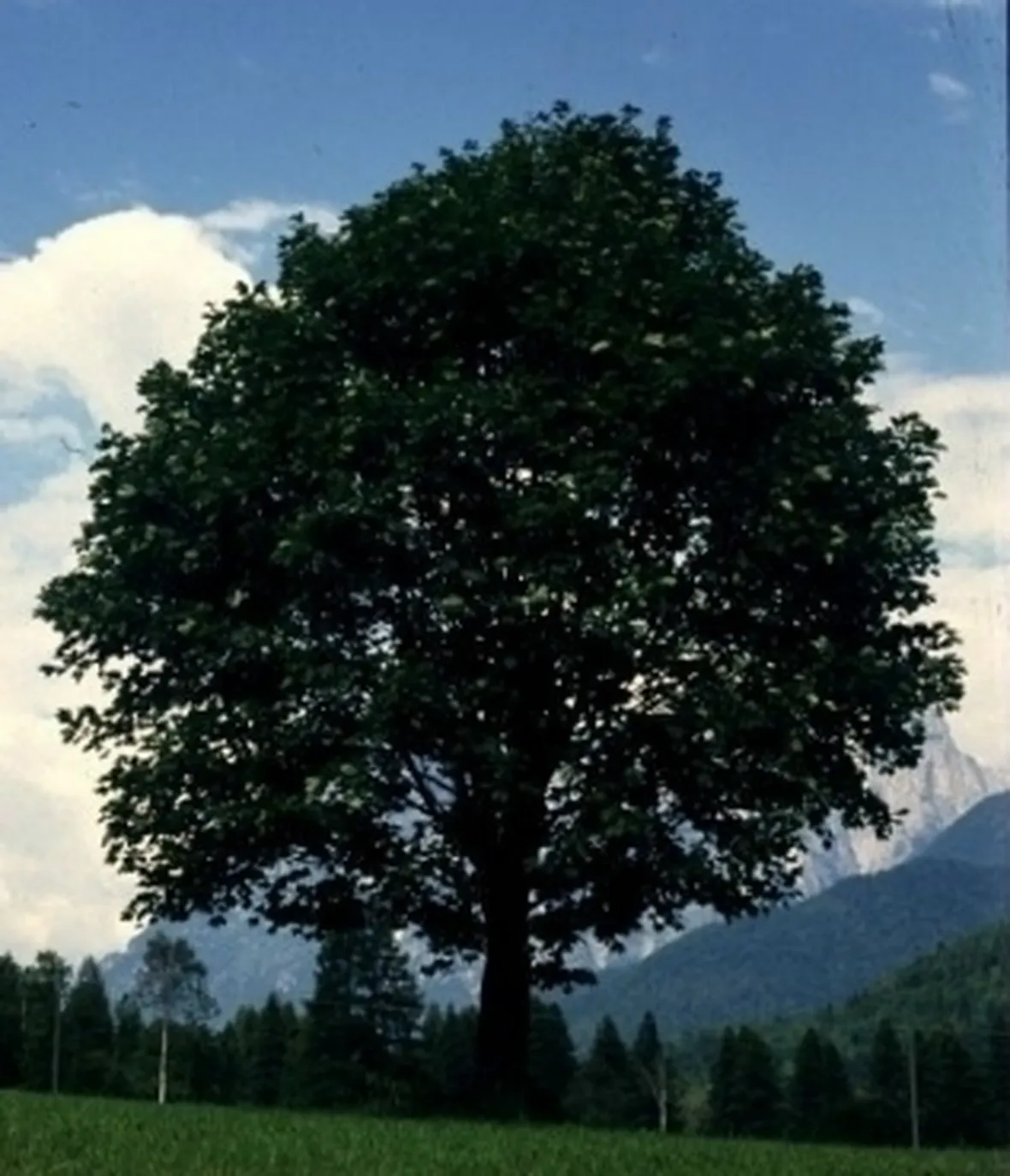 Risposta: i bonsai di acero