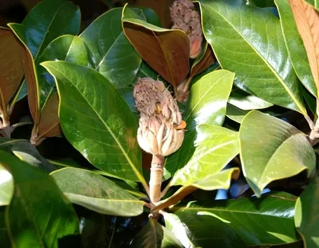 Risposta: i fiori di magnolia