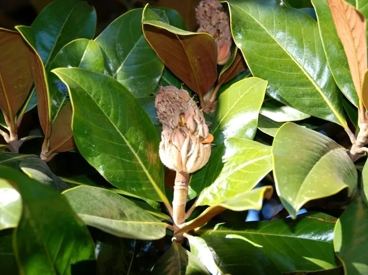Risposta: i fiori di magnolia