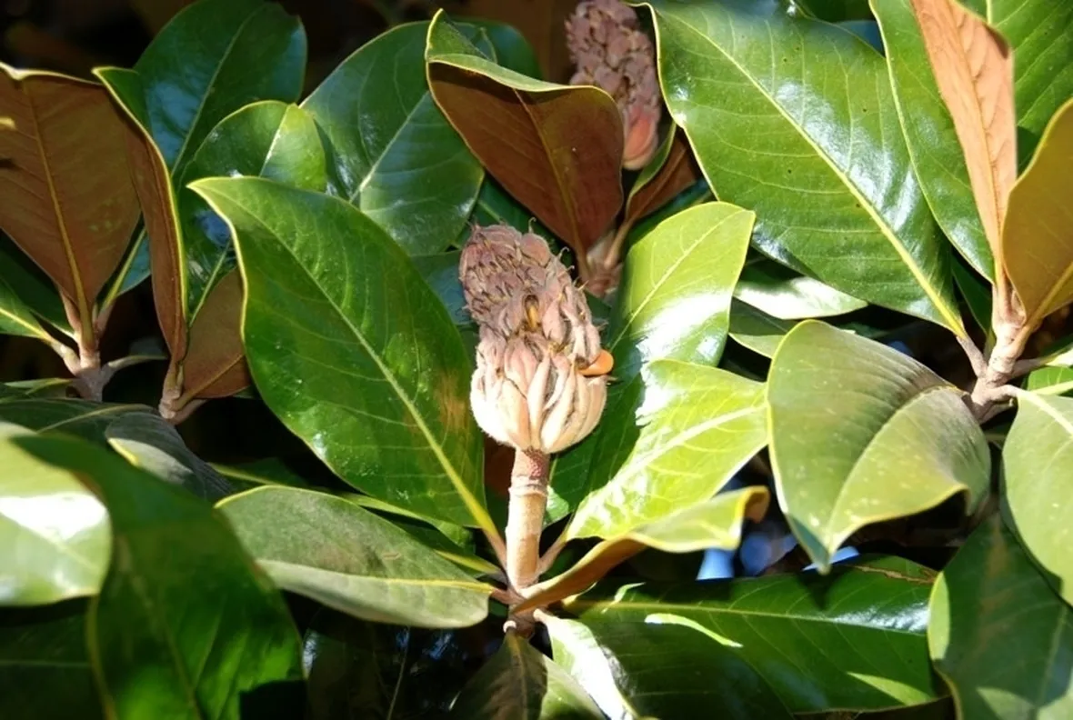 Risposta: i fiori di magnolia