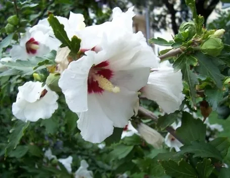 Risposta : ibiscus
