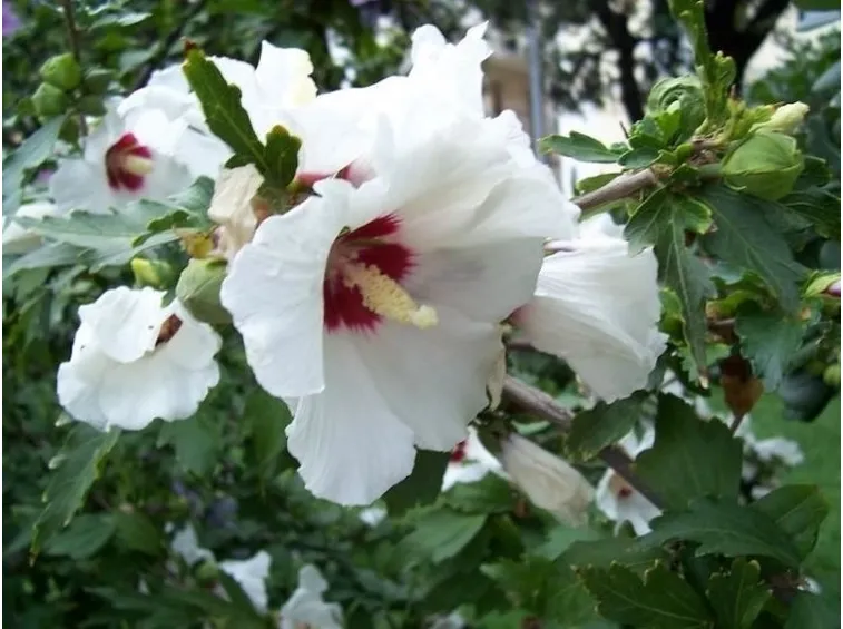 Risposta : ibiscus