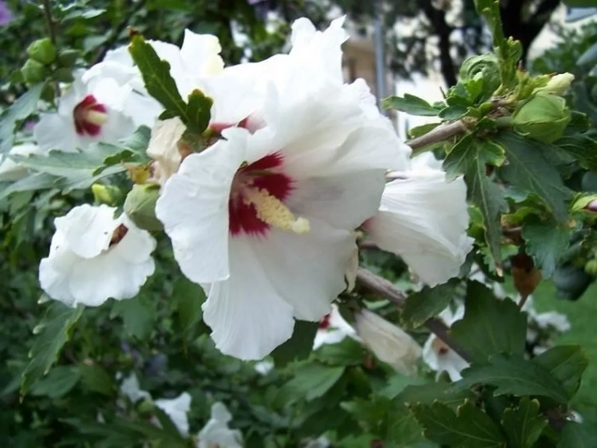 Risposta : ibiscus