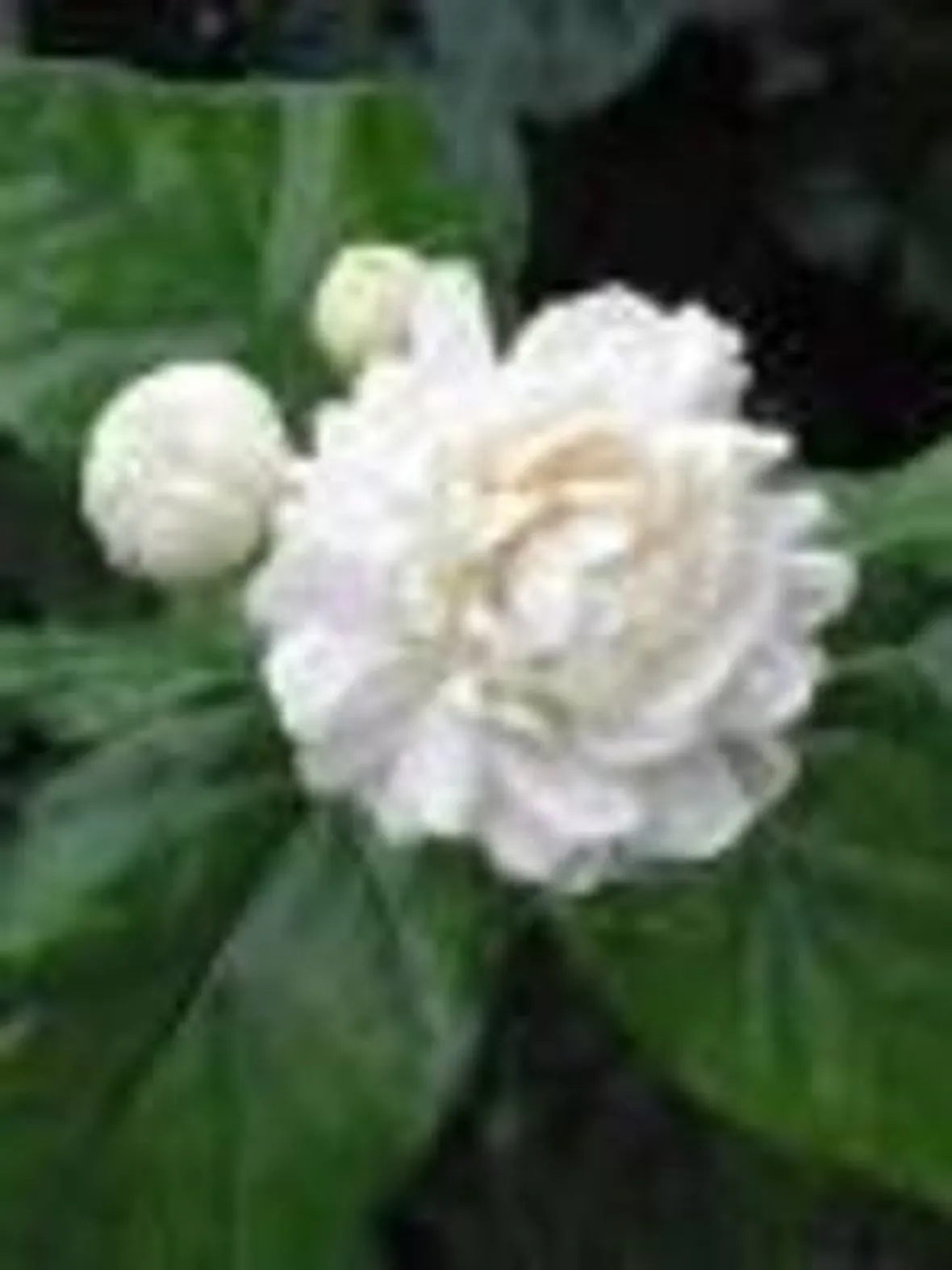 Risposta: il gelsomino in giardino