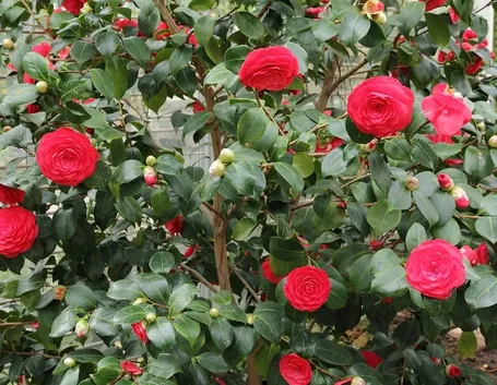 Risposta: Innesto della camelia