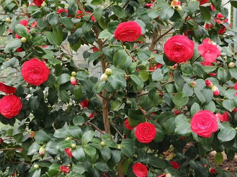 Risposta: Innesto della camelia