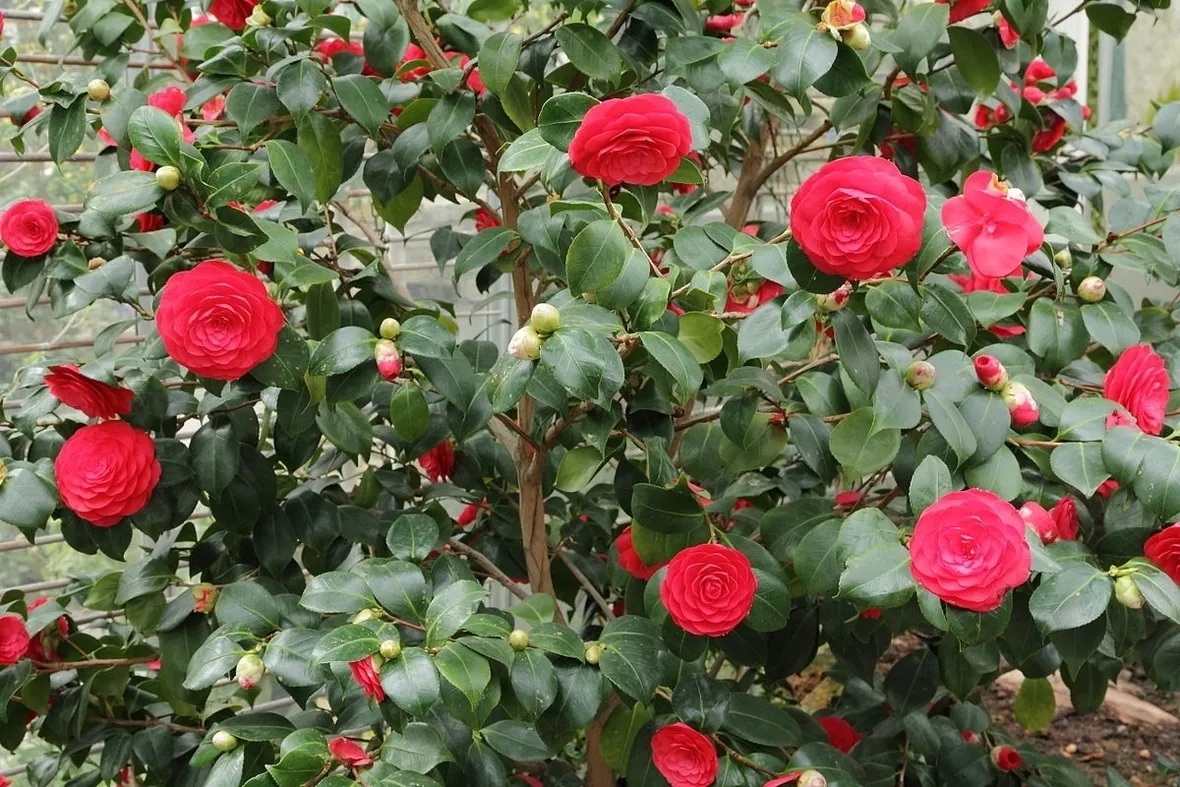 Risposta: Innesto della camelia