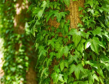 Risposta: malattia dell'edera