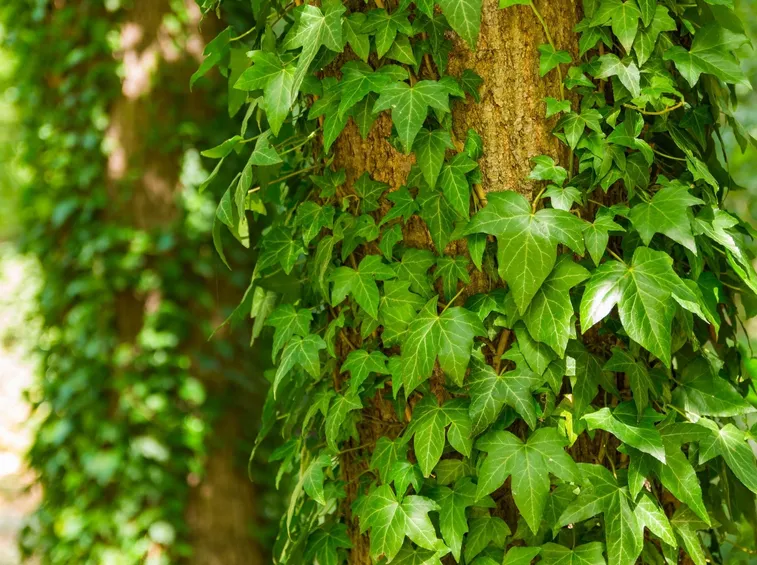 Risposta: malattia dell'edera