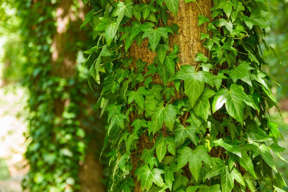 Risposta: malattia dell'edera