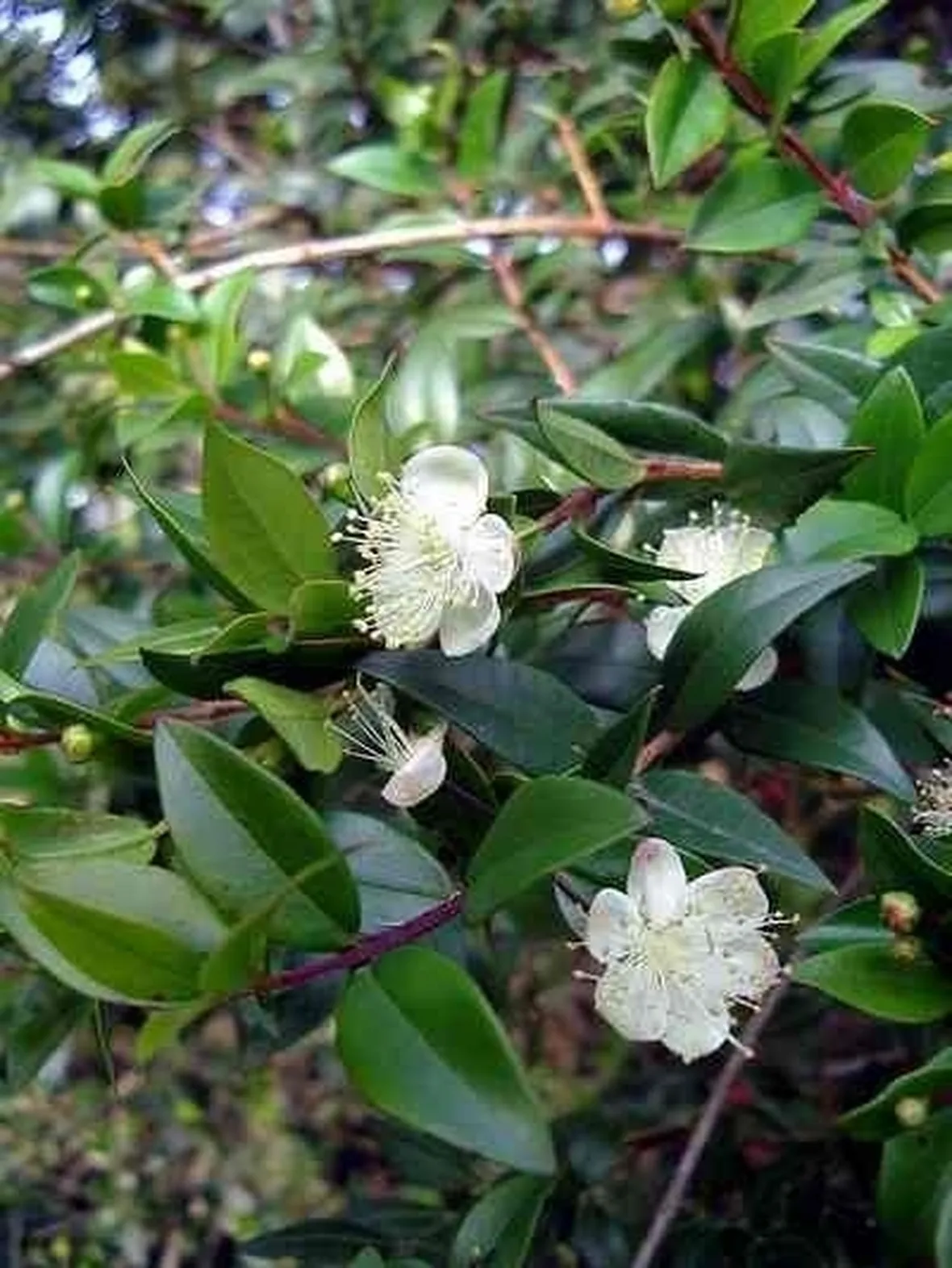 Risposta : mirto