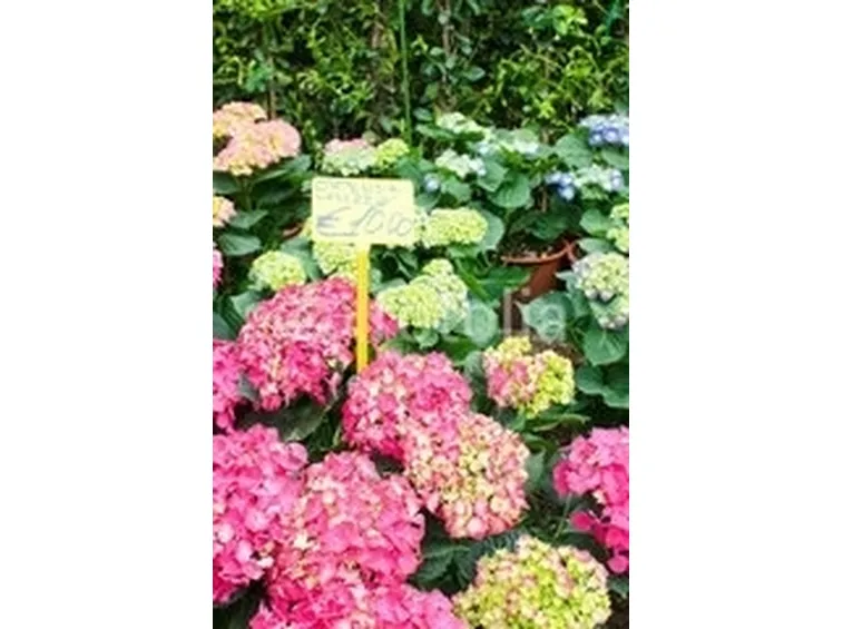 Risposta: ortensia con fiori appassiti