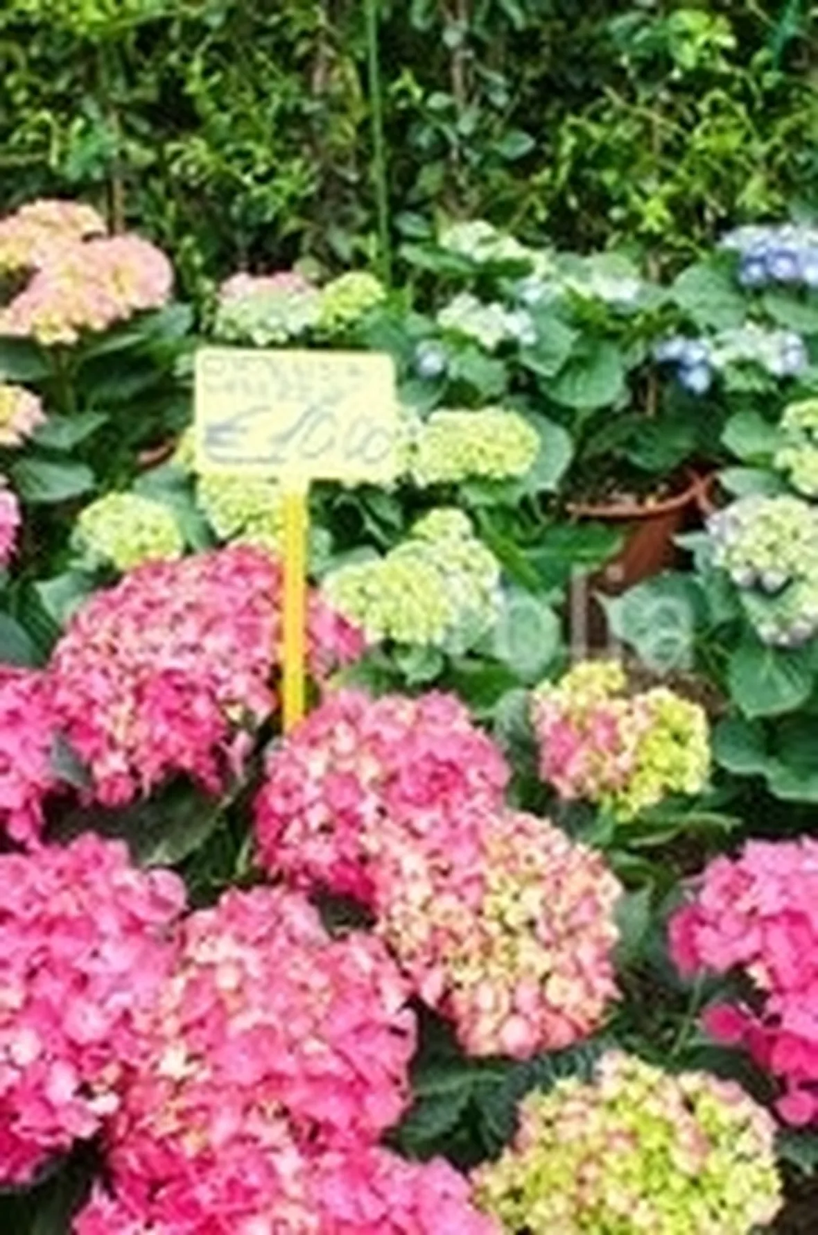 Risposta: ortensia con fiori appassiti