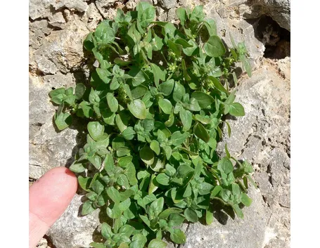 Risposta: Parietaria che infesta il prato