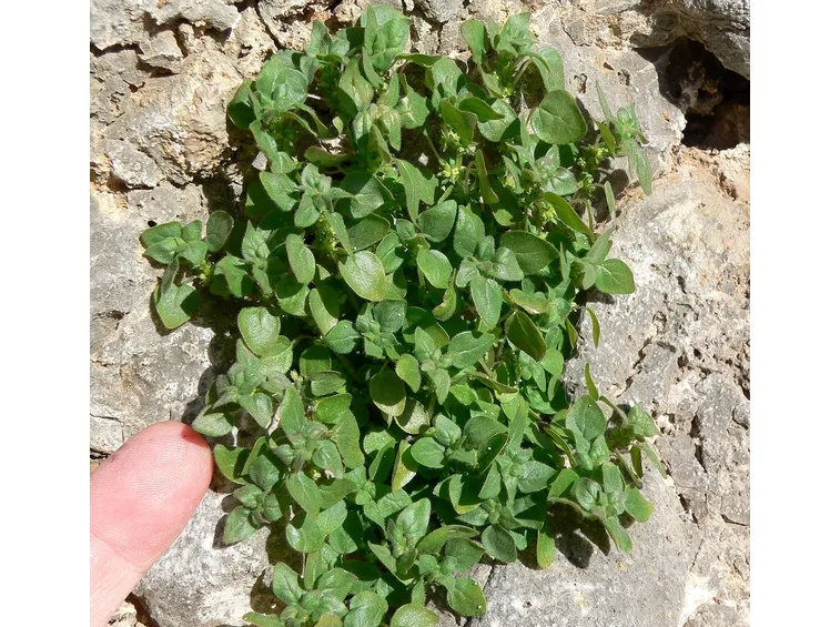 Risposta: Parietaria che infesta il prato