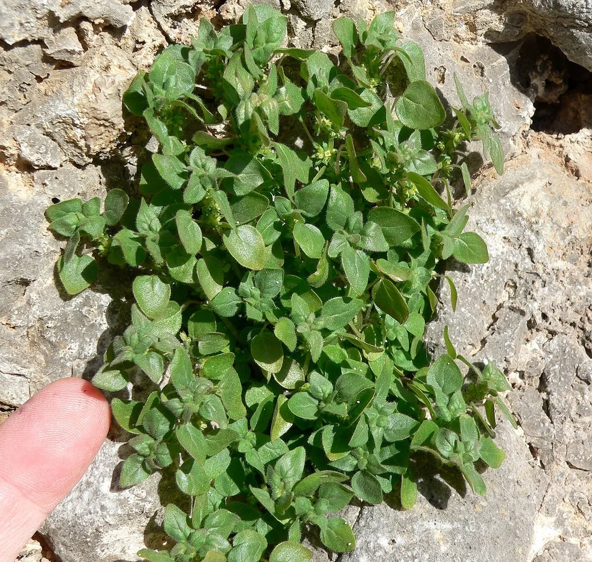 Risposta: Parietaria che infesta il prato
