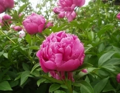 Risposta: Peonia arborea