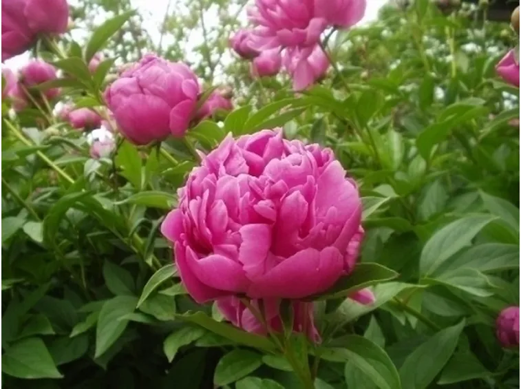 Risposta: Peonia arborea