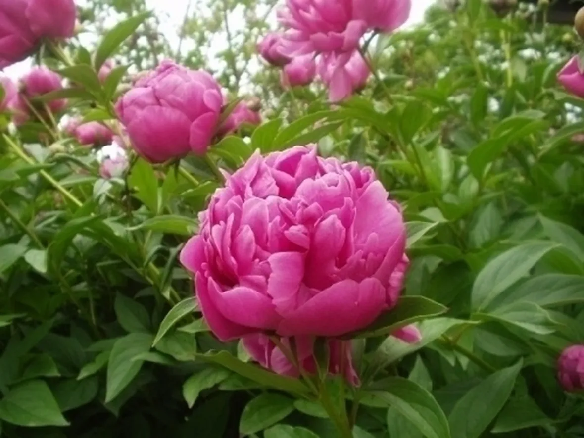 Risposta: Peonia arborea