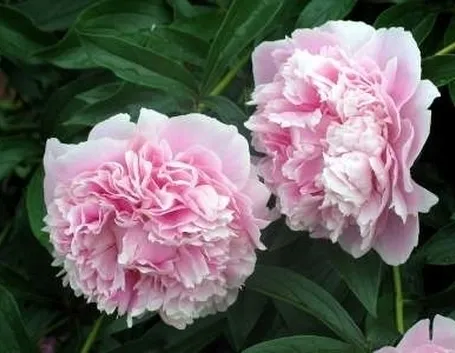 Risposta : peonia arborea