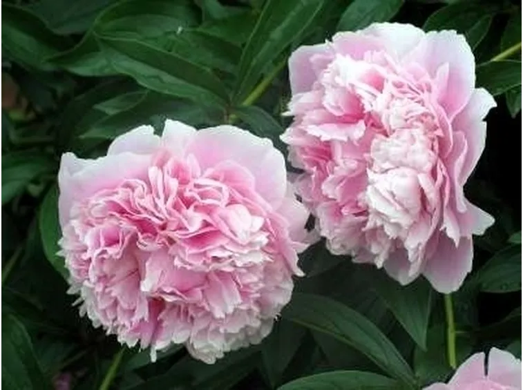 Risposta : peonia arborea