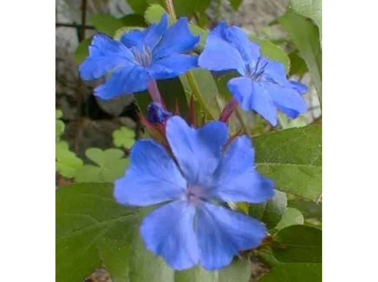 Risposta: Plumbago