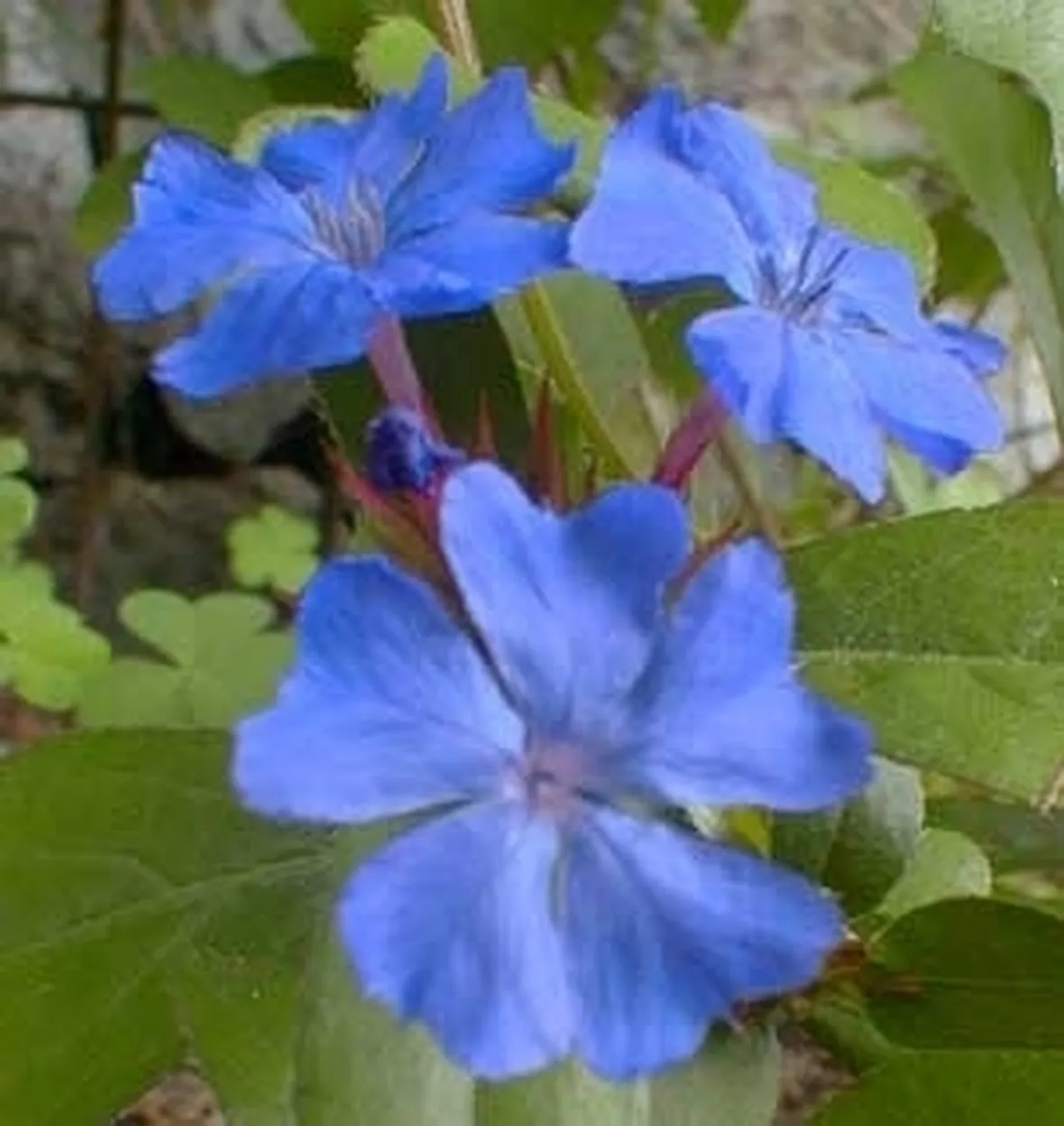 Risposta: Plumbago