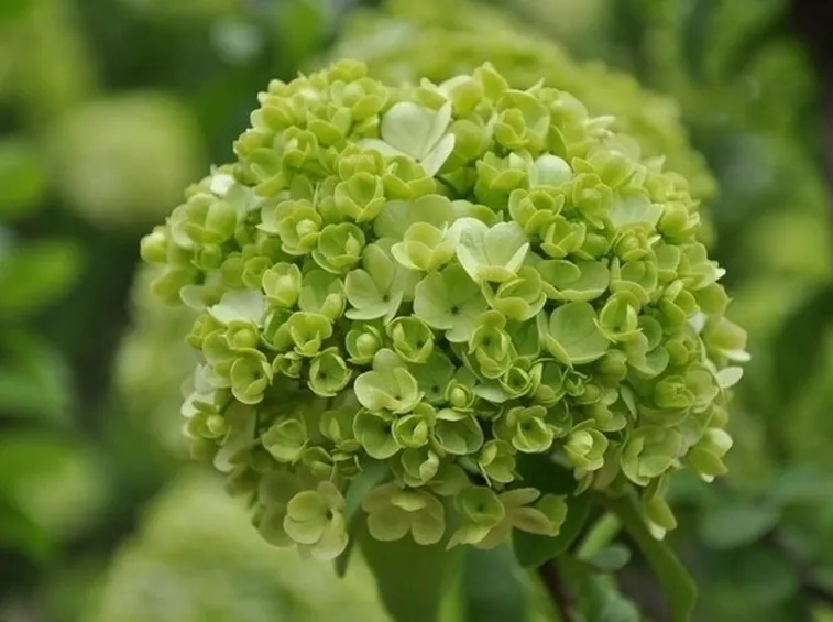 Risposta: potare i fiori dell'ortensia