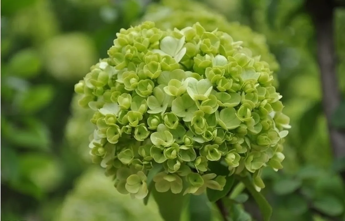 Risposta: potare i fiori dell'ortensia