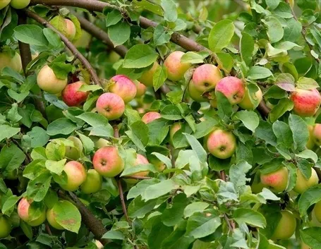 Risposta: Potatura delle piante da frutto