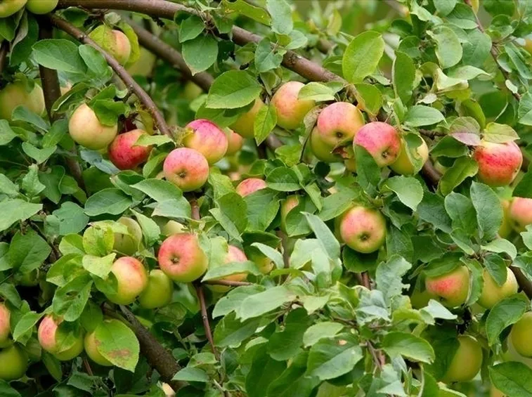 Risposta: Potatura delle piante da frutto