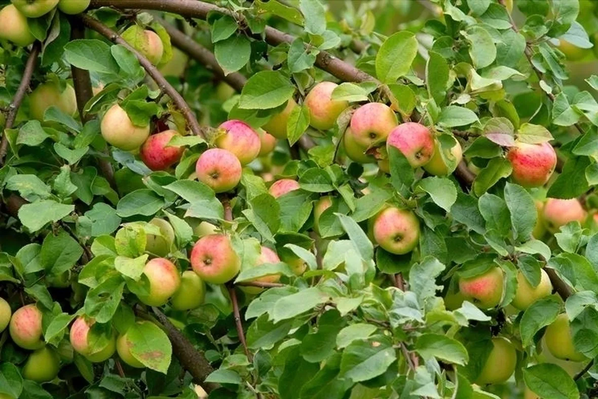 Risposta: Potatura delle piante da frutto