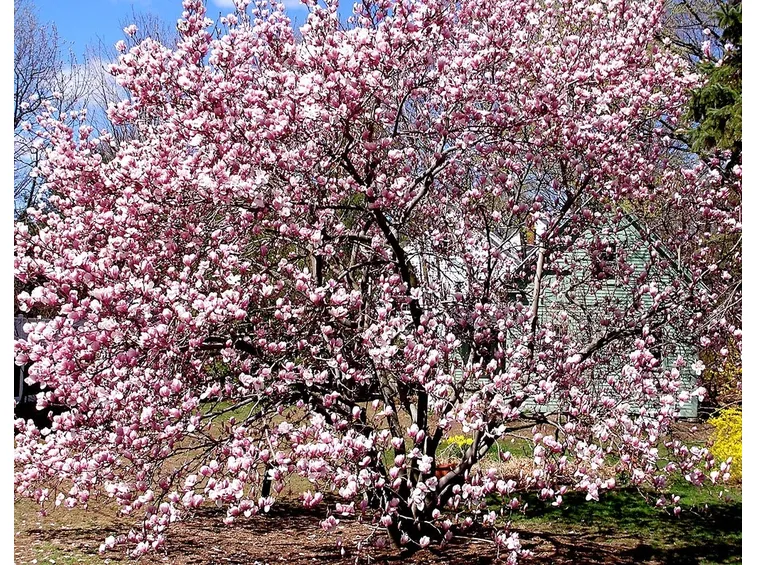Risposta: Potatura magnolia