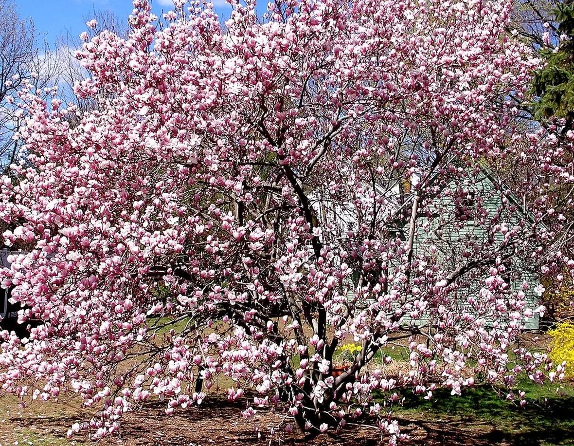 Risposta: Potatura magnolia