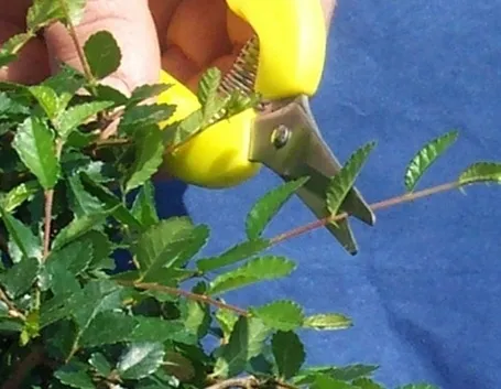 Risposta: Potatura ulivo 