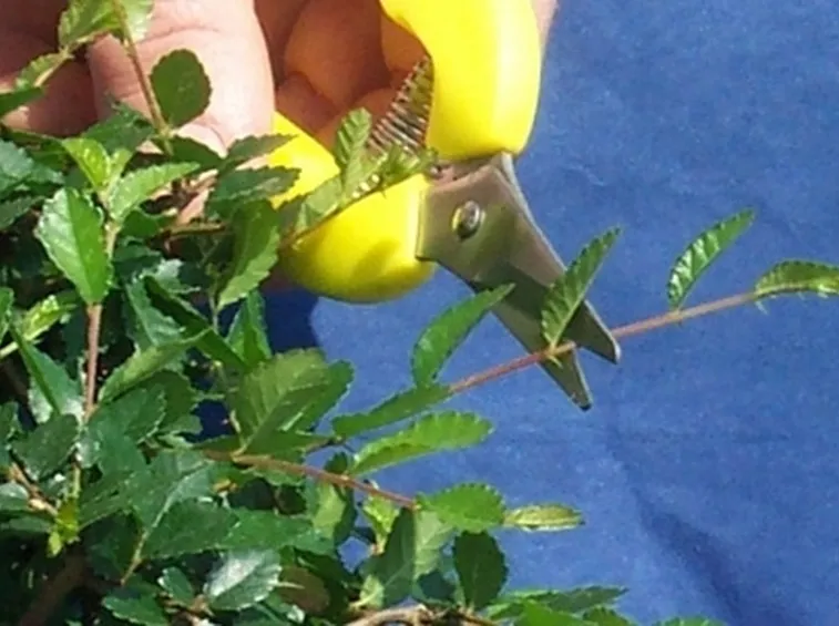 Risposta: Potatura ulivo 