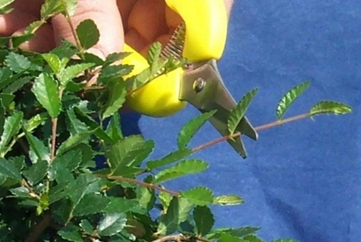 Risposta: Potatura ulivo 