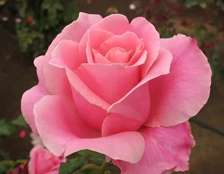 Risposta : rosa al posto di oleandro