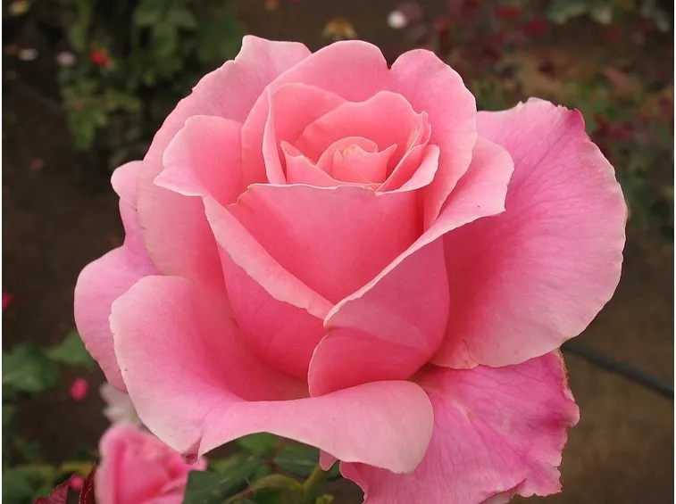 Risposta : rosa al posto di oleandro