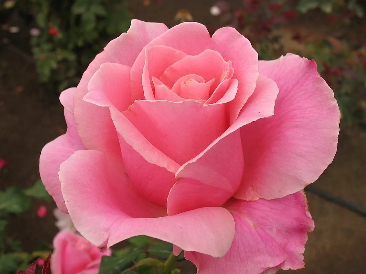 Risposta : rosa al posto di oleandro