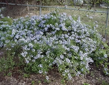 Risposta : Siepe di plumbago