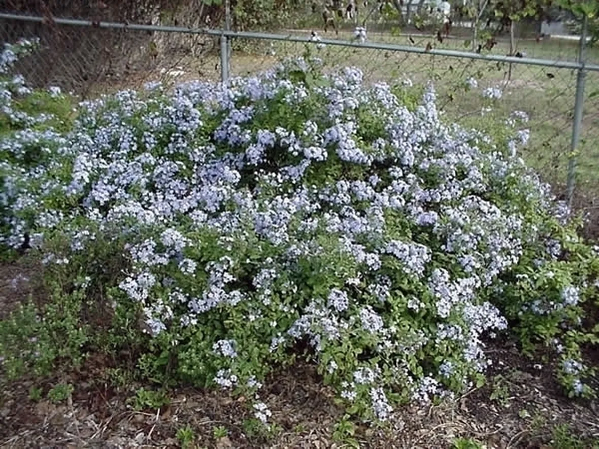 Risposta : Siepe di plumbago