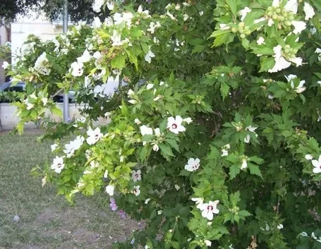 Risposta : siepe ibiscus