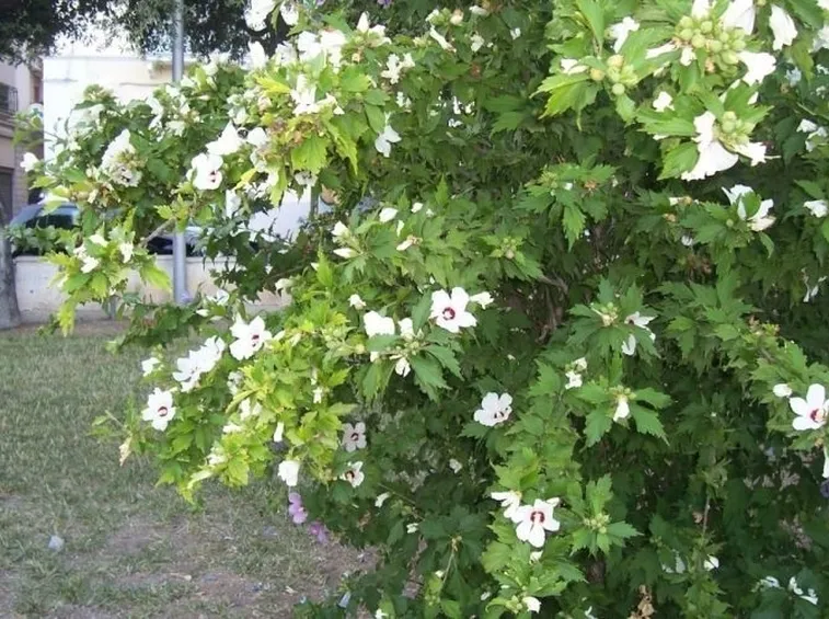 Risposta : siepe ibiscus