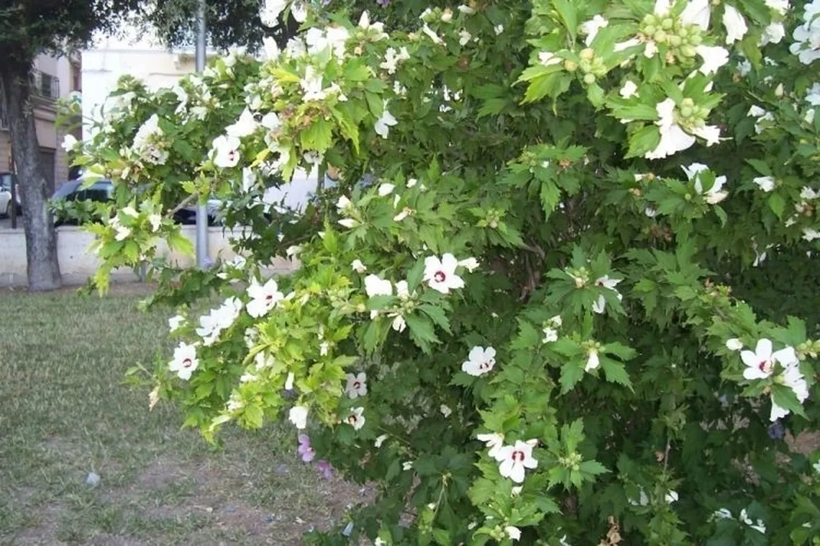 Risposta : siepe ibiscus