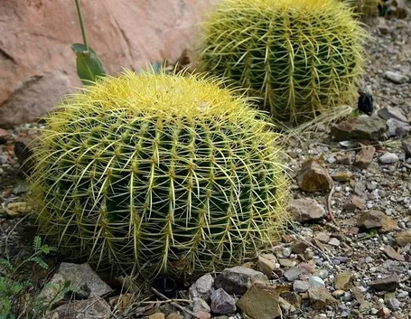 Risposta: talea di grusone