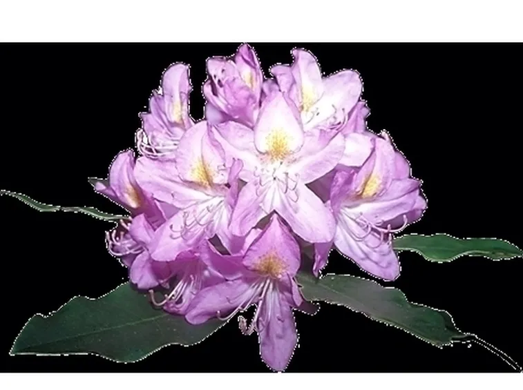 RODODENDRO-8